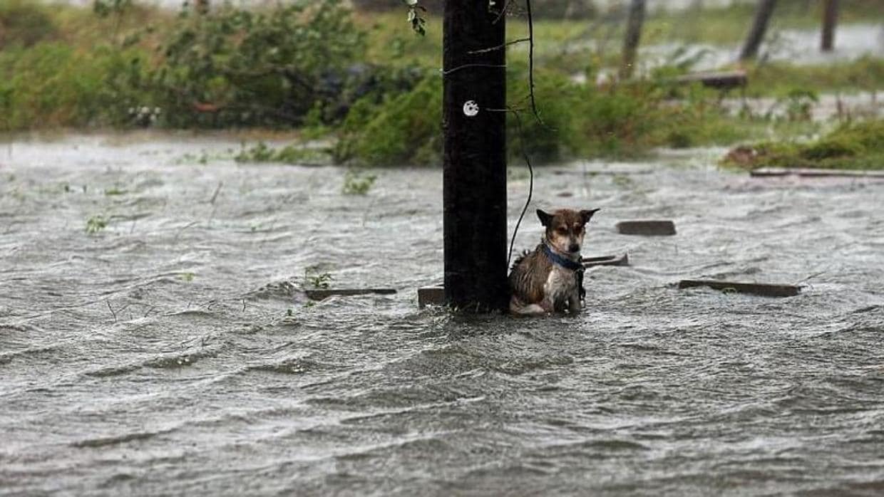 La imagen de un perro abandonado en medio del huracán Harvey que rompe el corazón