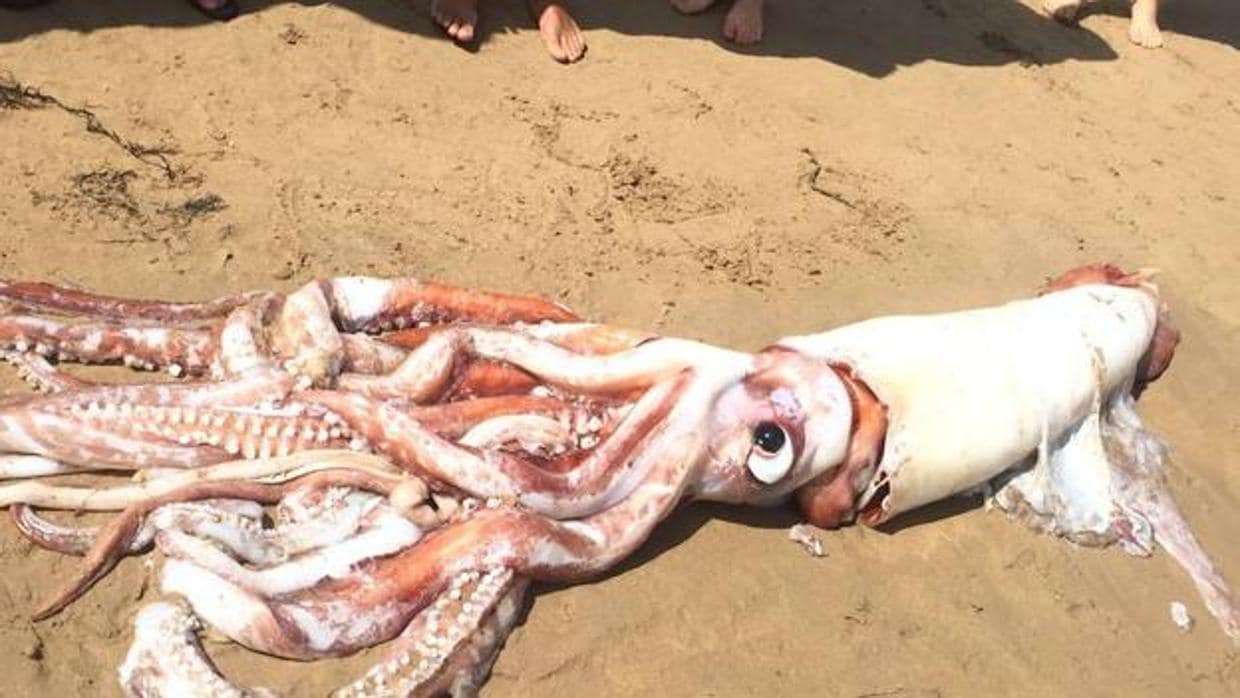 Un calamar gigante aparece en una playa de Asturias