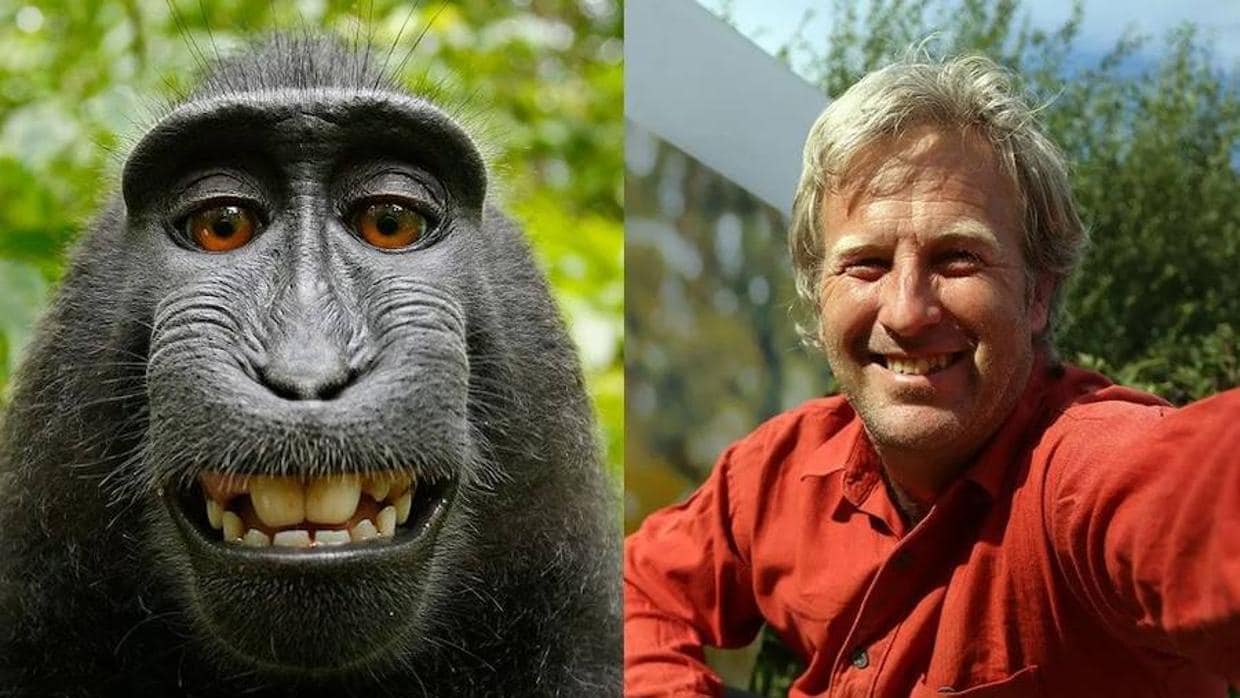 La batalla judicial entre un humano y un macaco por los derechos de un «selfie» llega a su fin