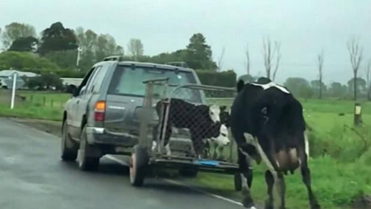 La desesperada persecución de una vaca al remolque en el que se llevaban a sus terneros