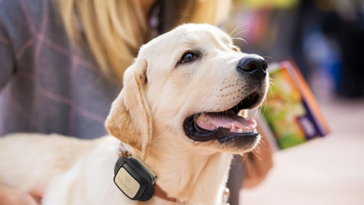 Diez grandes regalos que podrás hacer a tu mascota esta Navidad