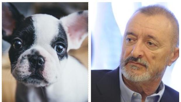 La carta de Pérez-Reverte que debes compartir cada Navidad: «No compres ese perro»