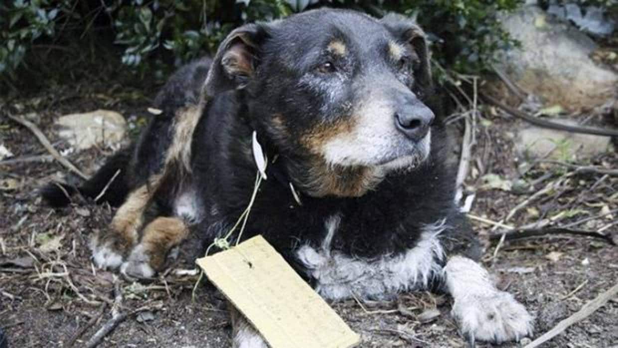 La entrañable historia del perro perdido que se convirtió en héroe