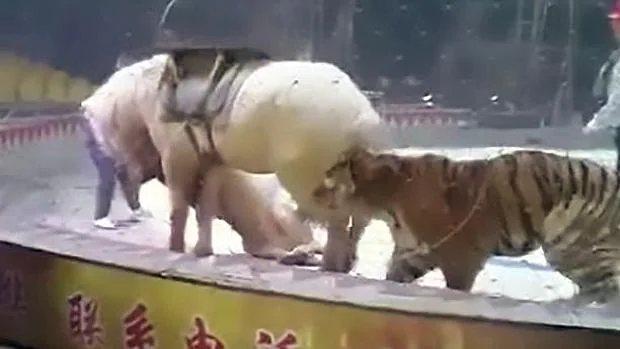 YouTube: El brutal ataque de un león y un tigre a un caballo en un circo chino