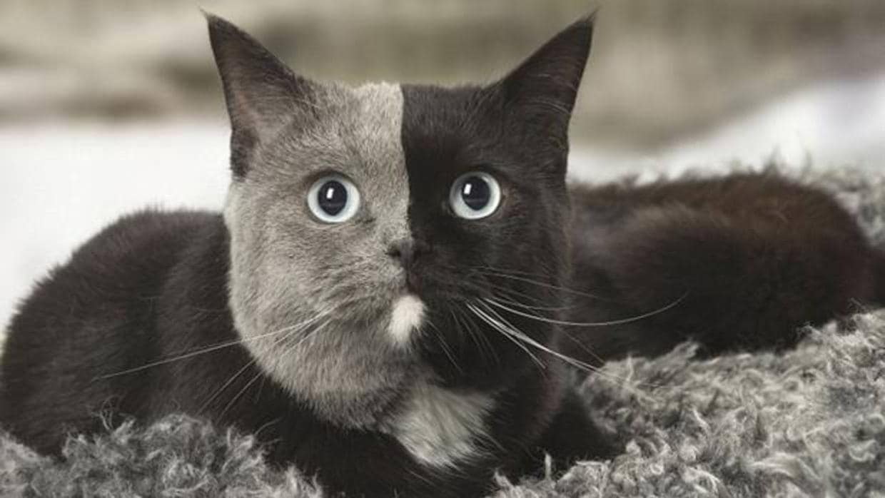 Esta gata francesa pertenece la raza «british shorthair» o «gato británico de pelo corto»