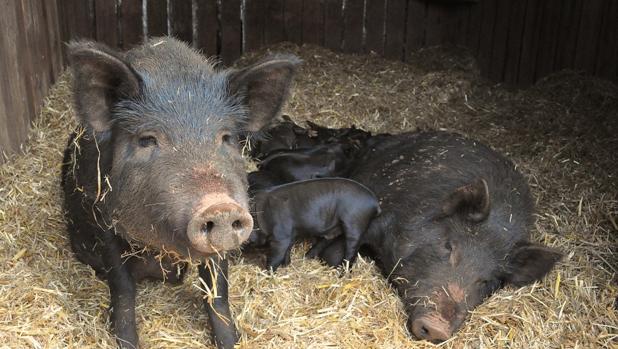 Una pareja se arrepiente de comerse al cerdo vietnamita que adoptó como mascota