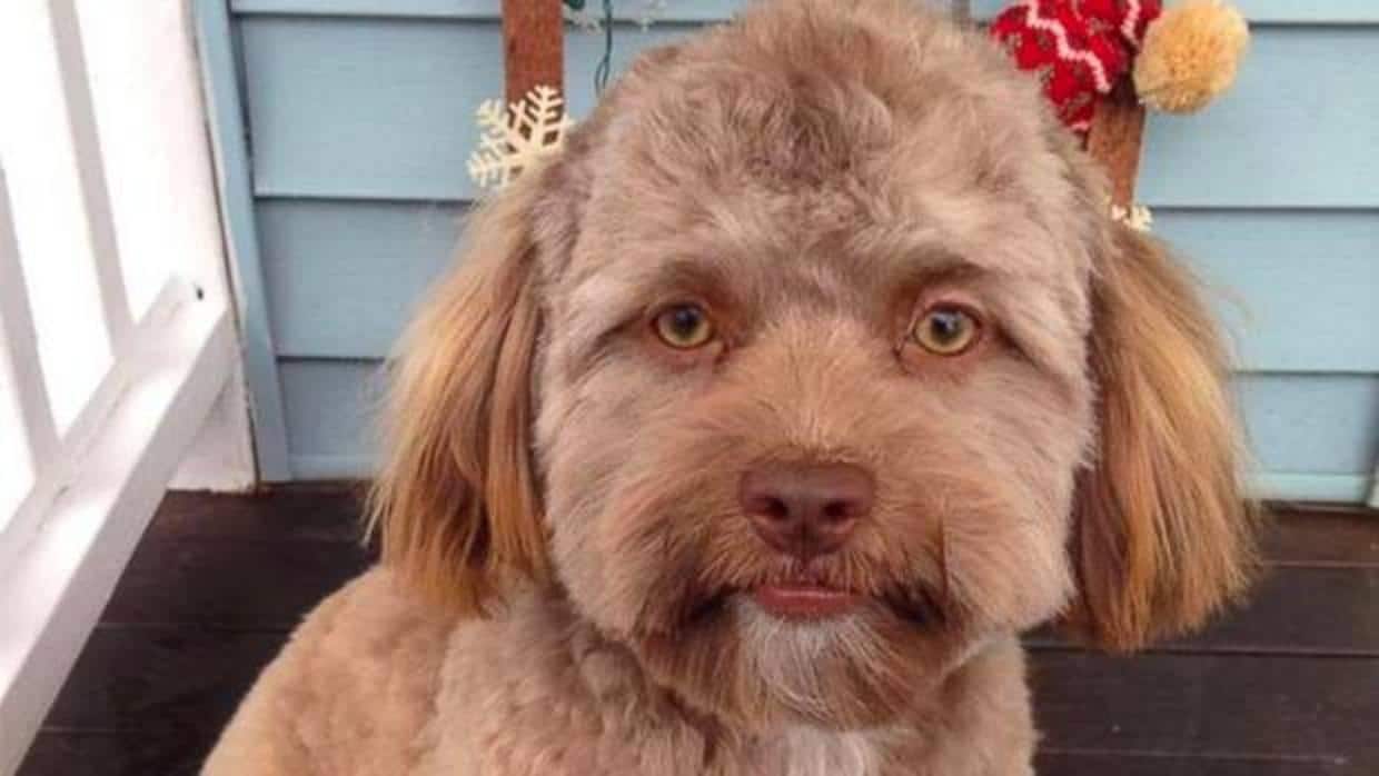 El perro con «rostro humano» que aterroriza a Facebook