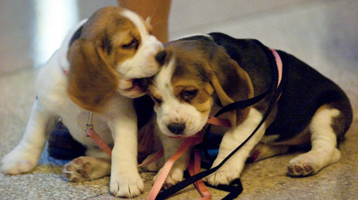 Foto de archivo: dos pequeños beagle jugando