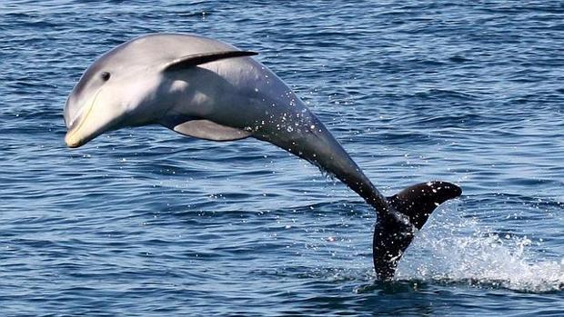 Cierran una playa en Francia por un delfín en celo que quería tener sexo con los bañistas