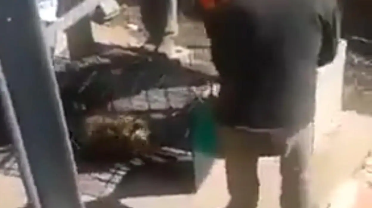 Secuencia del vídeo que muestra a varios hombres disparar a un animal mientras huye