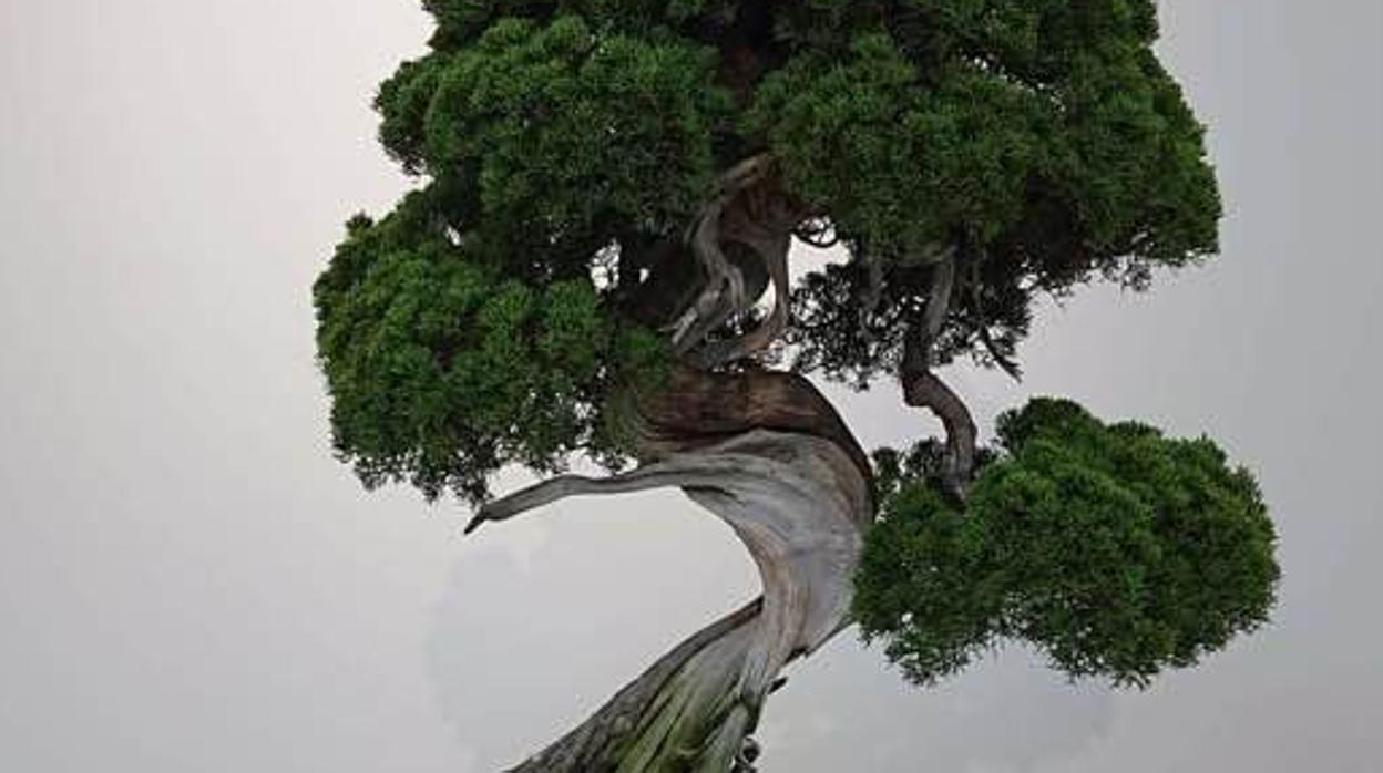 Un ejemplar de «Shimpaku Juniper», un bonsái muy valorado