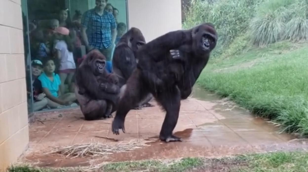 Vídeo: La «humana» reacción de unos gorilas que intentan escapar de la  lluvia