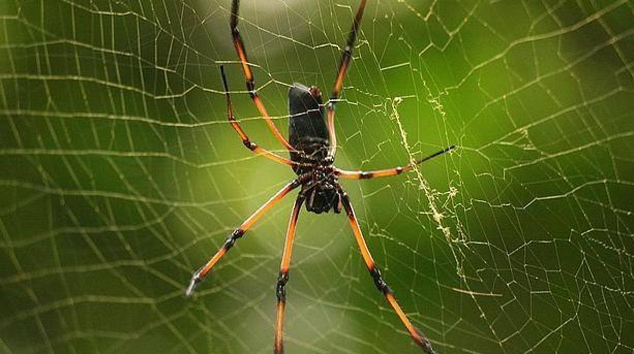 La aracnofobia, o miedo irracional a las arañas, es una de las fobias más comunes