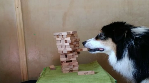 Un perro juega a jenga contra su dueña y gana la partida