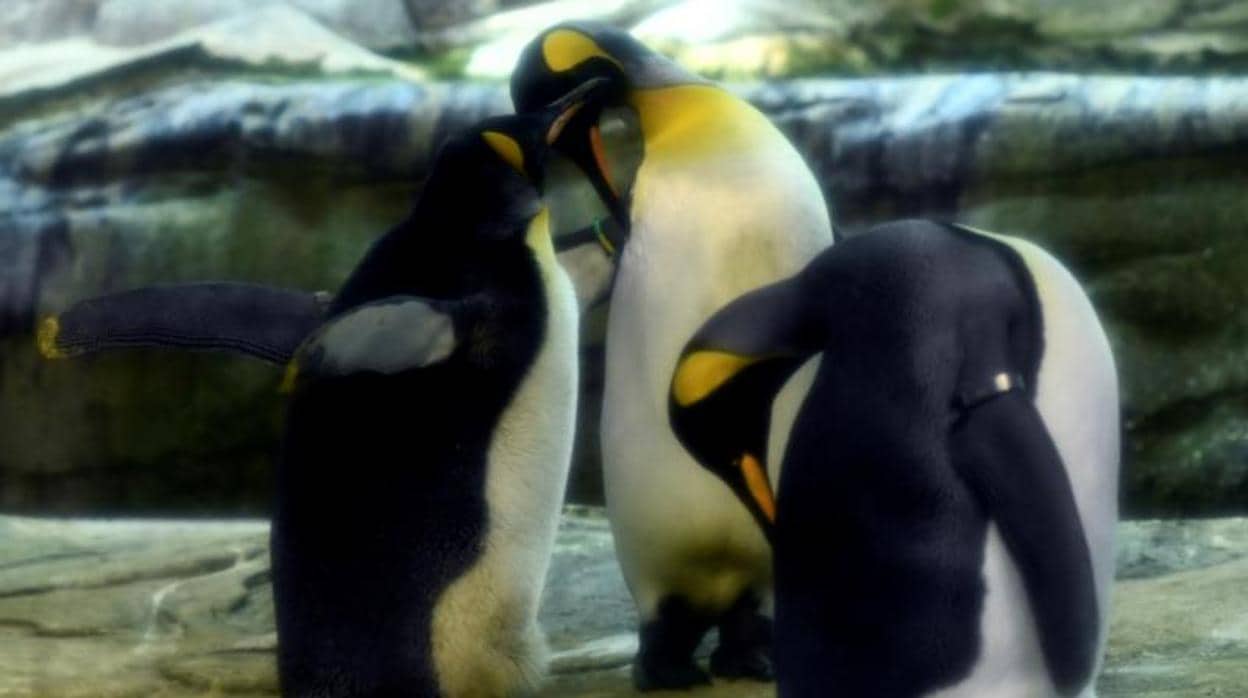 La pareja de pingüinos, juntos en el zoo