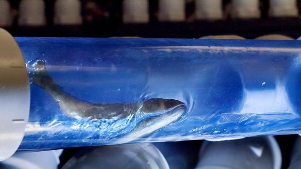 ¿Qué es el «Cañón de Salmón» que se ha convertido en un meme en Twitter?