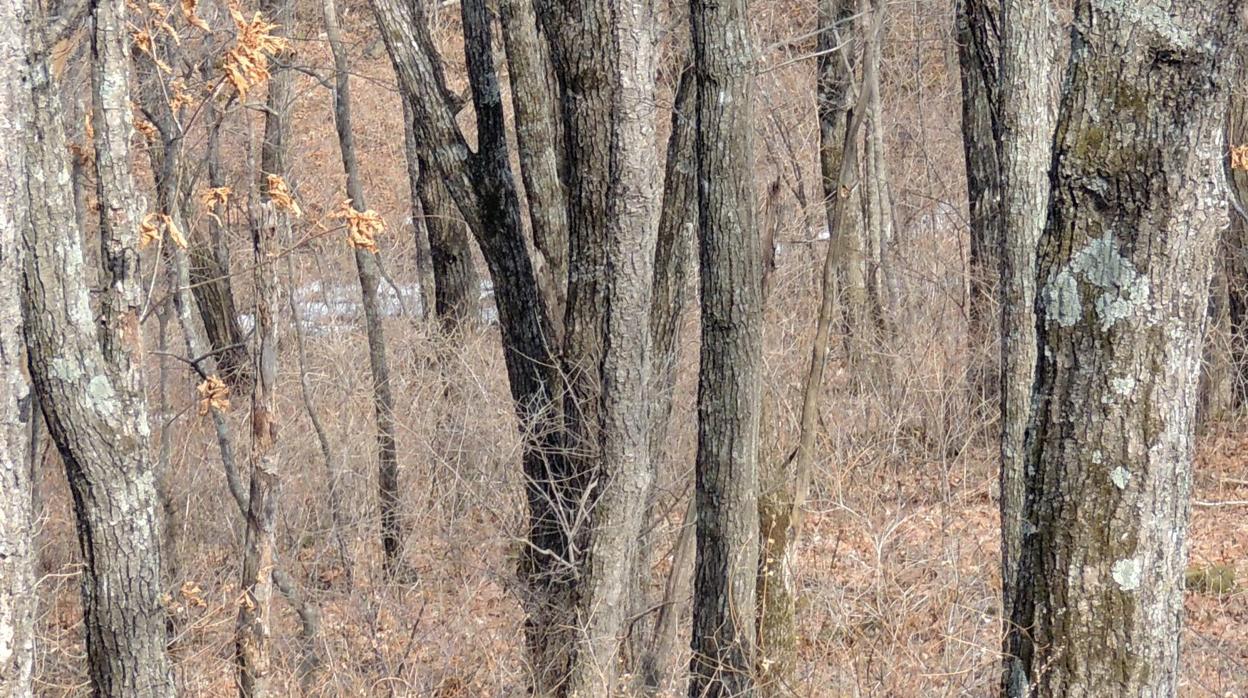 ¿Podrías encontrar al leopardo «invisible» que hay en esta foto?