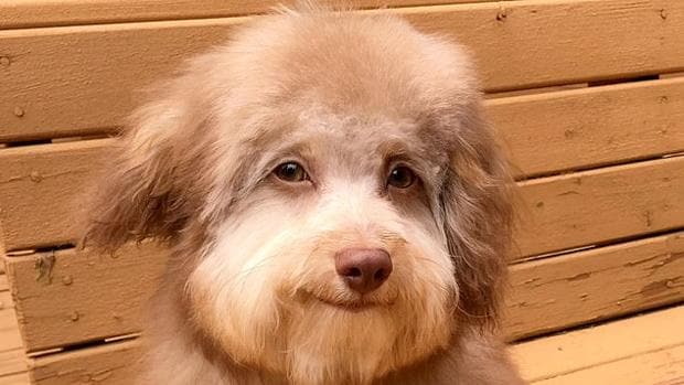 Nori, el sorprendente perro con cara humana