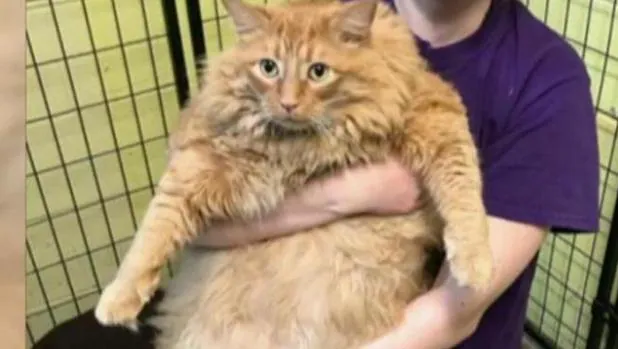 Bazooka, el gigantesco gato de 16 kilos se pone a dieta en su nuevo hogar