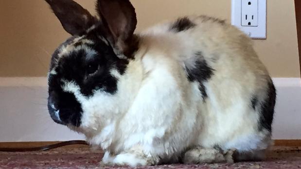 El original truco para que un conejo con miedo al suelo de gres pueda caminar por él