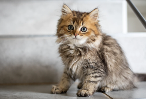 El miedo es una de las causas más comunes del estrés en gatos