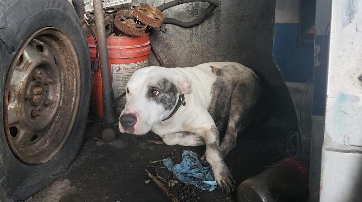 El milagro de «Pepe»: un perro se aferra a la vida tras ser lanzado desde un puente