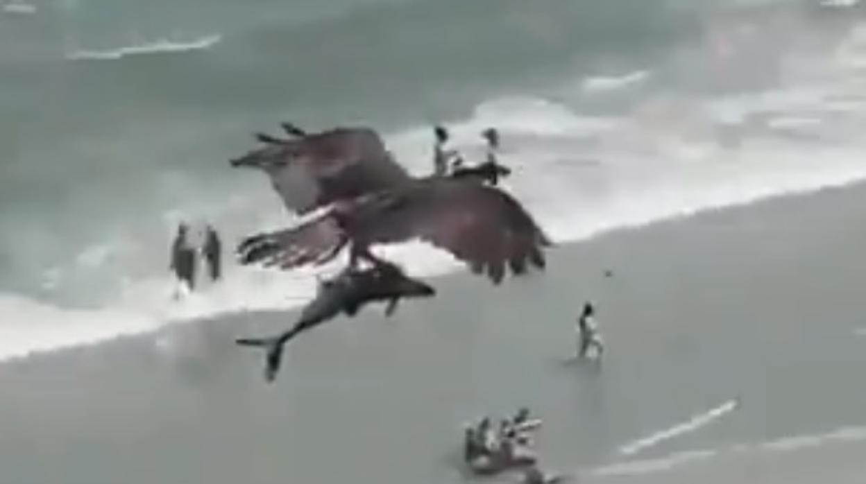 Pantallazo del vídeo que muesta al águila llevándose al tiburón