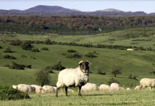 En Urbasa-Andia hay bosques espectaculares, pero también algunos de los mejores vinos de la región