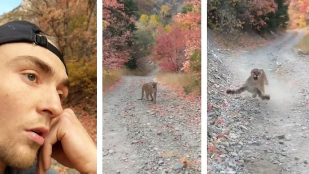 En vídeo: La angustiosa persecución de un puma a Kyle Burgess, un joven corredor de Utah