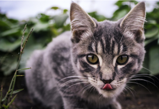 El pienso de buena calidad favorece el desarollo de tu mascota