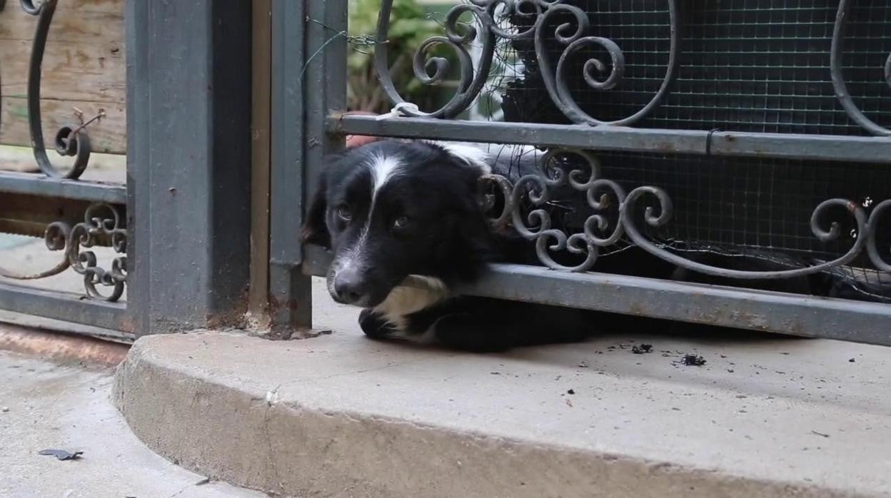 Billy, dos meses esperando sin descanso en la puerta de casa el regreso de su dueño con Covid-19