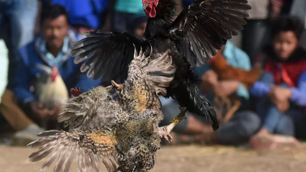 Un gallo mata a su propio dueño con una cuchilla en una pelea ilegal