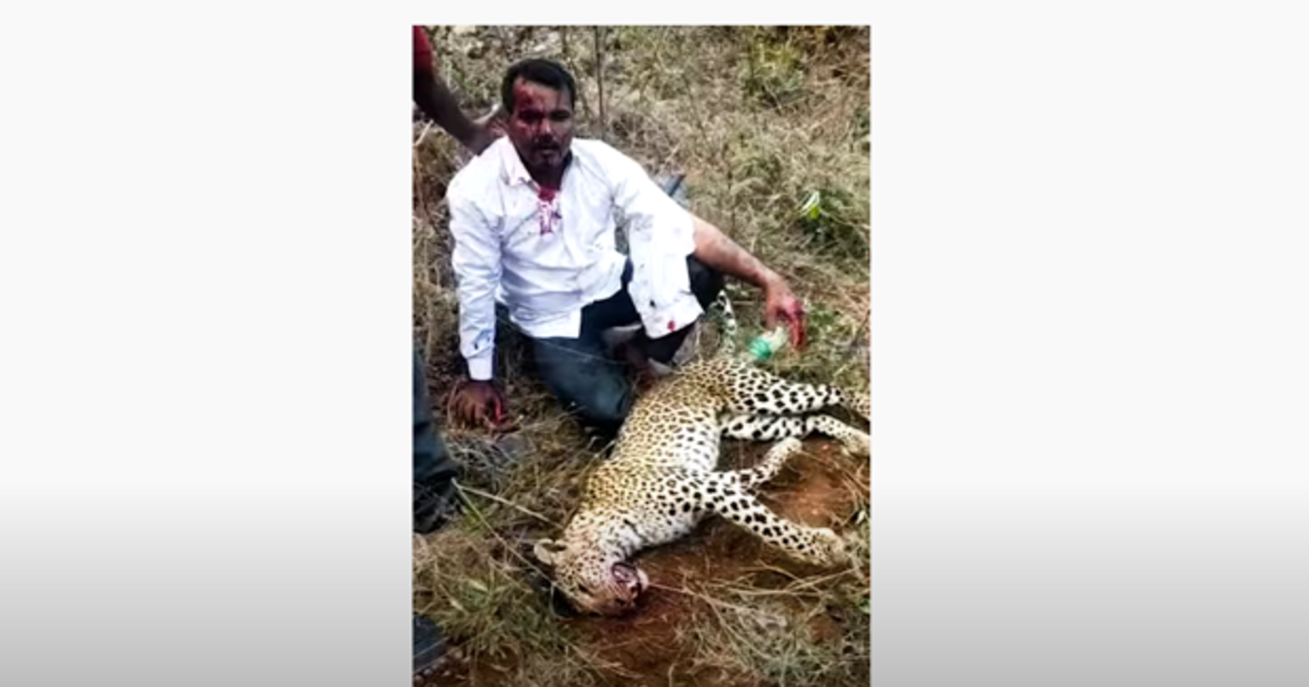 Un hombre se enfrenta y mata con sus propias manos a un leopardo para proteger a su mujer e hija