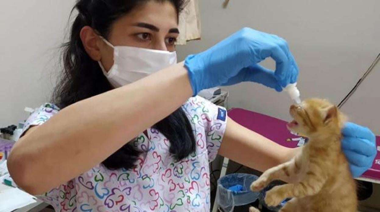 Una de las veterinarias cura a una de las crías que la madre llevó