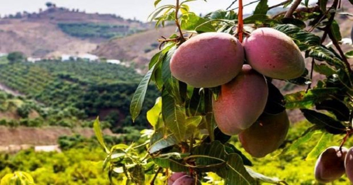 Plantan por error los mangos más caros del mundo y tienen que contratar seguridad para que no se los roben