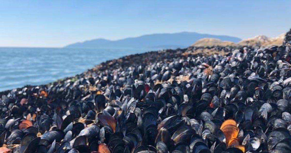 Mil millones de mejillones y otros mariscos cocidos vivos en las playas de Canadá por el calor extremo