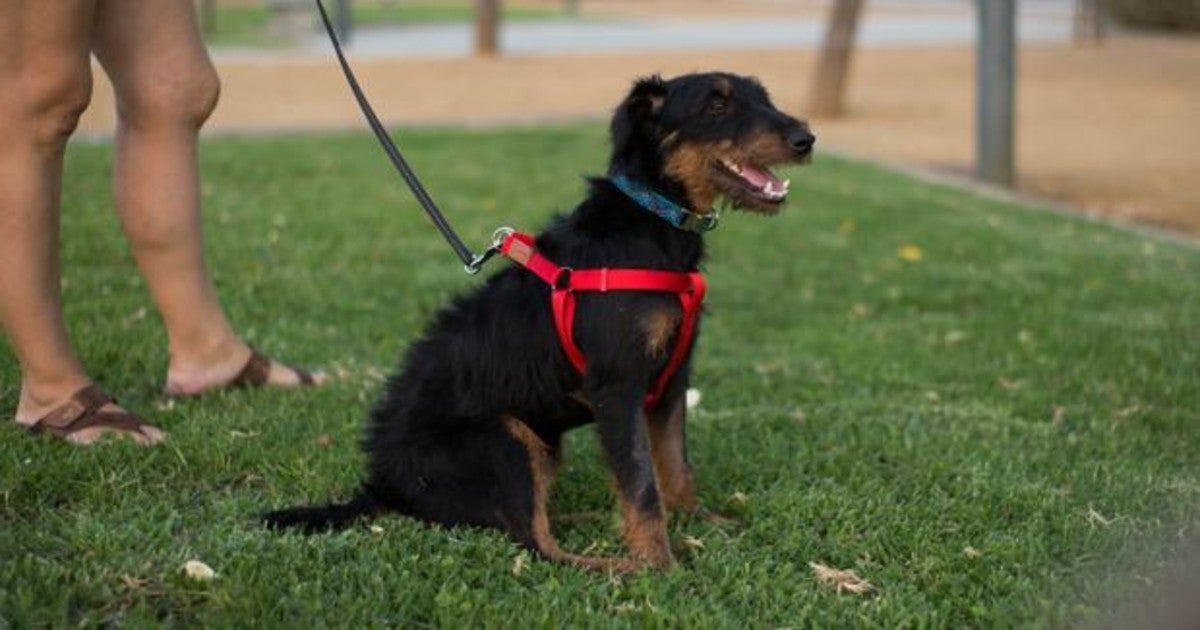 Imagen de archivo de un jagdterrier