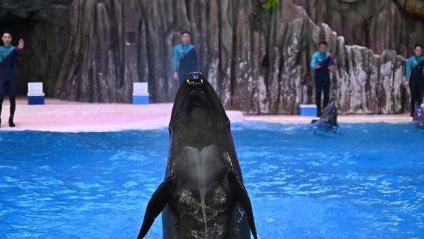 Una orca golpea su cabeza violentamente contra el cristal tras pasar más de 40 años cautiva