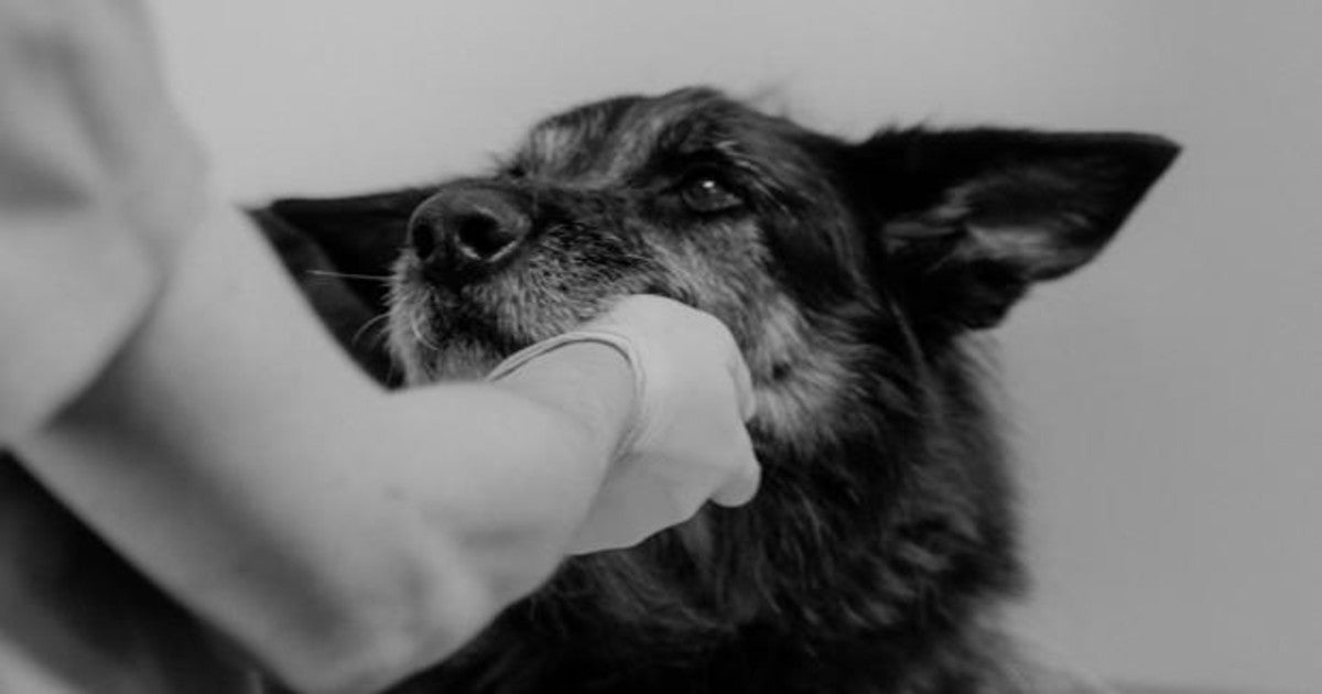 Un hombre que patea violentamente a un perro pide disculpas tras viralizarse el vídeo en redes