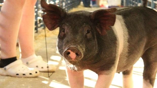 La cómica persecución a un cerdo en EE.UU.: varios agentes y una hora hasta detener al animal