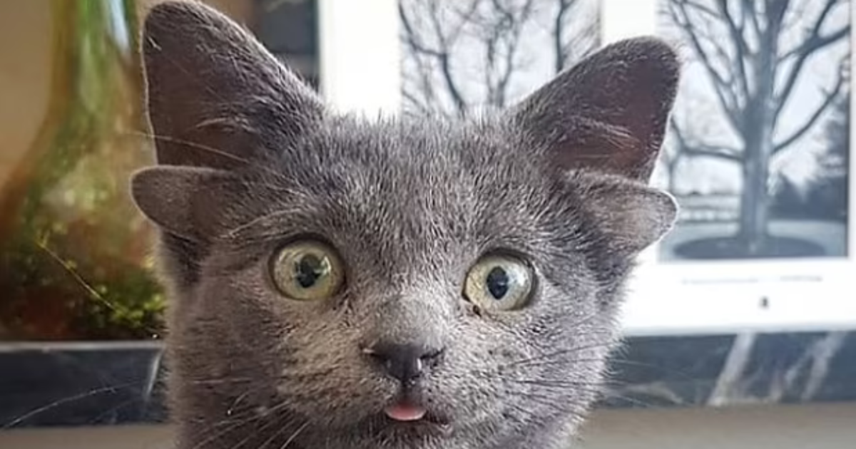 Midas, la gata que nació con cuatro orejas y se ha convertido en una sensación en Instagram