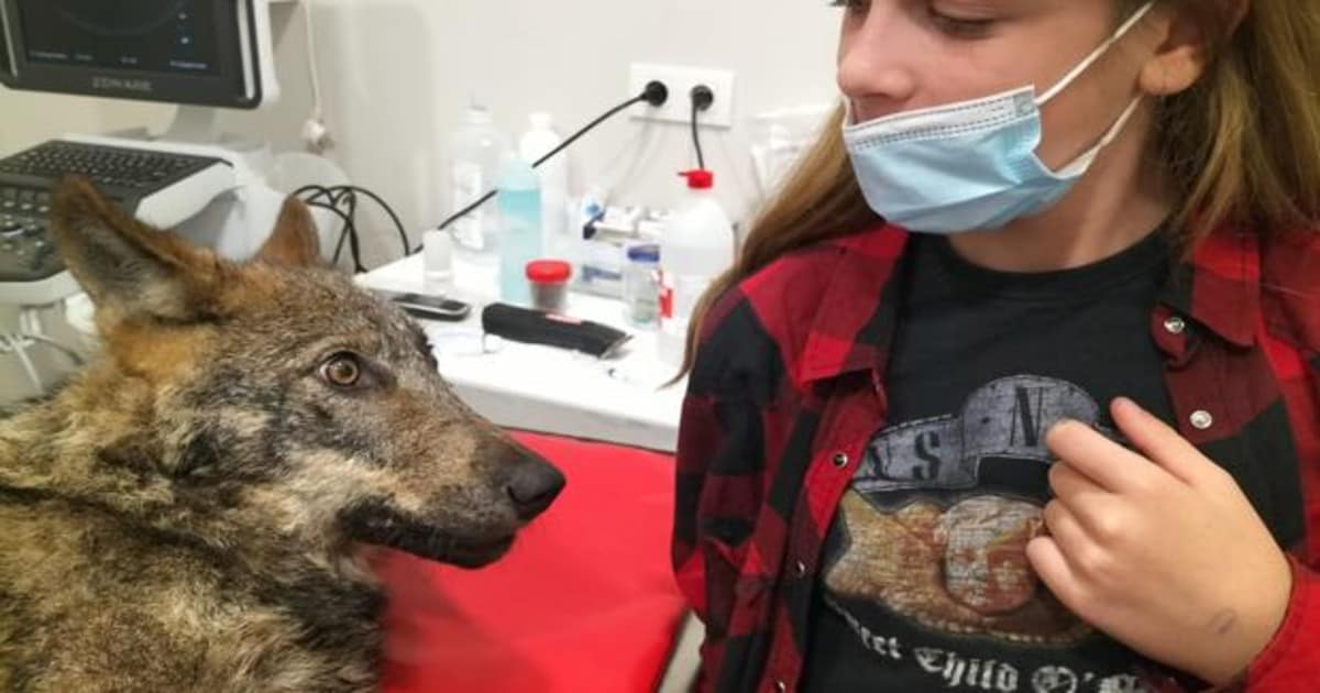 Atropella a un &#039;perro&#039;, lo lleva al veterinario en Galicia y descubre que era un lobo
