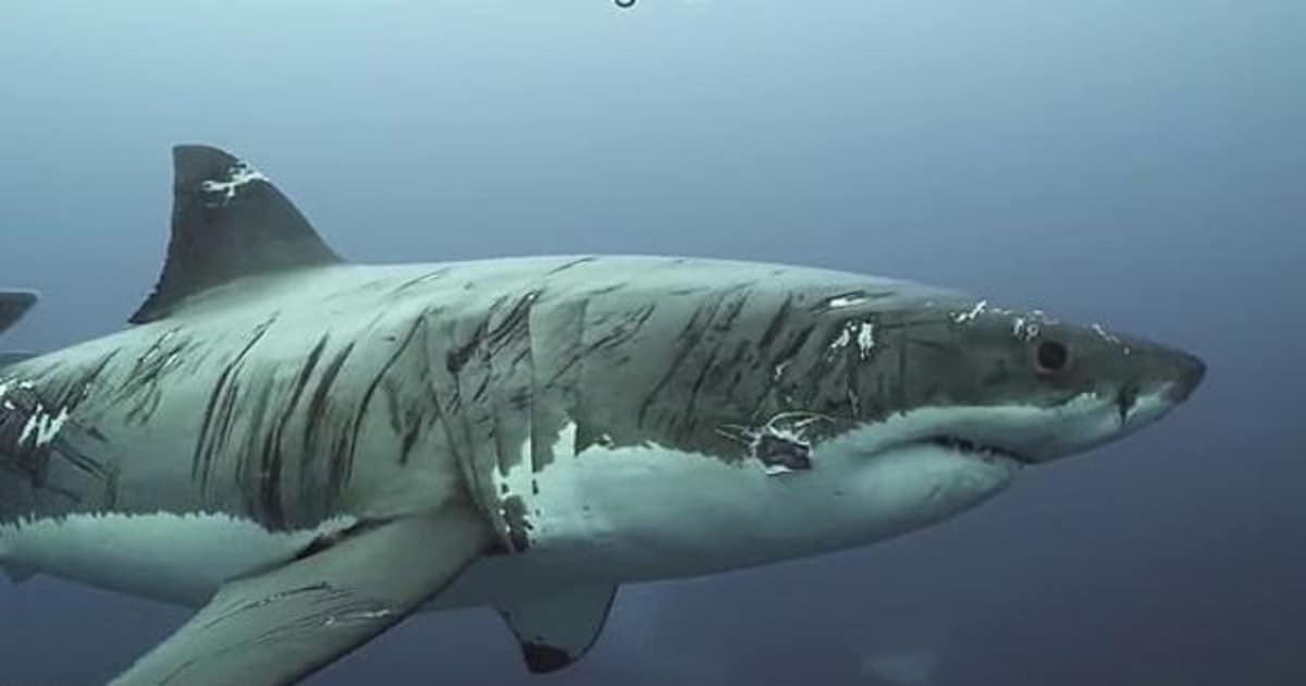 Un vídeo capta impactantes imágenes del tiburón blanco «más herido del mundo»