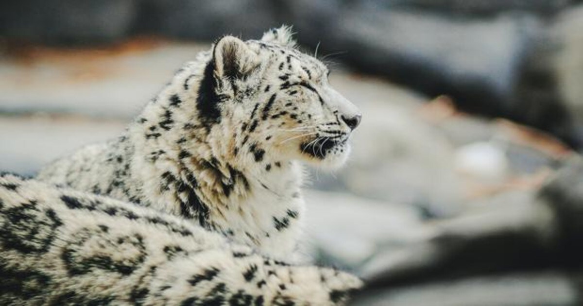 Mueren tres leopardos de las nieves en un zoológico por coronavirus