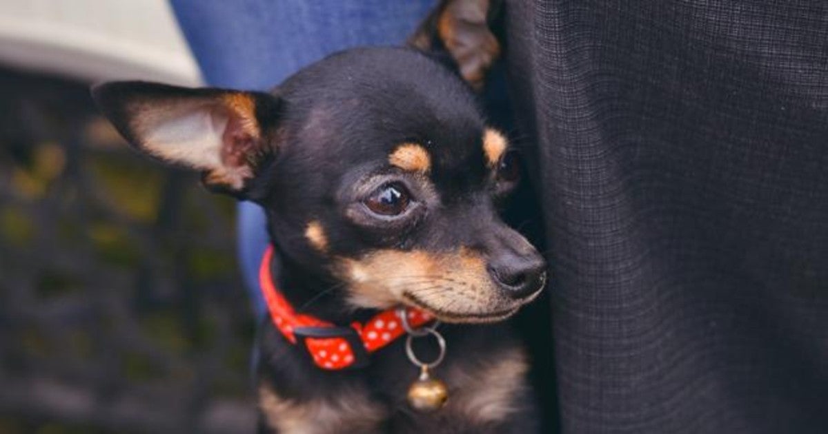 Una mujer en Estados Unidos cuenta cómo su chihuahua adoptado solo obedece si le habla en español