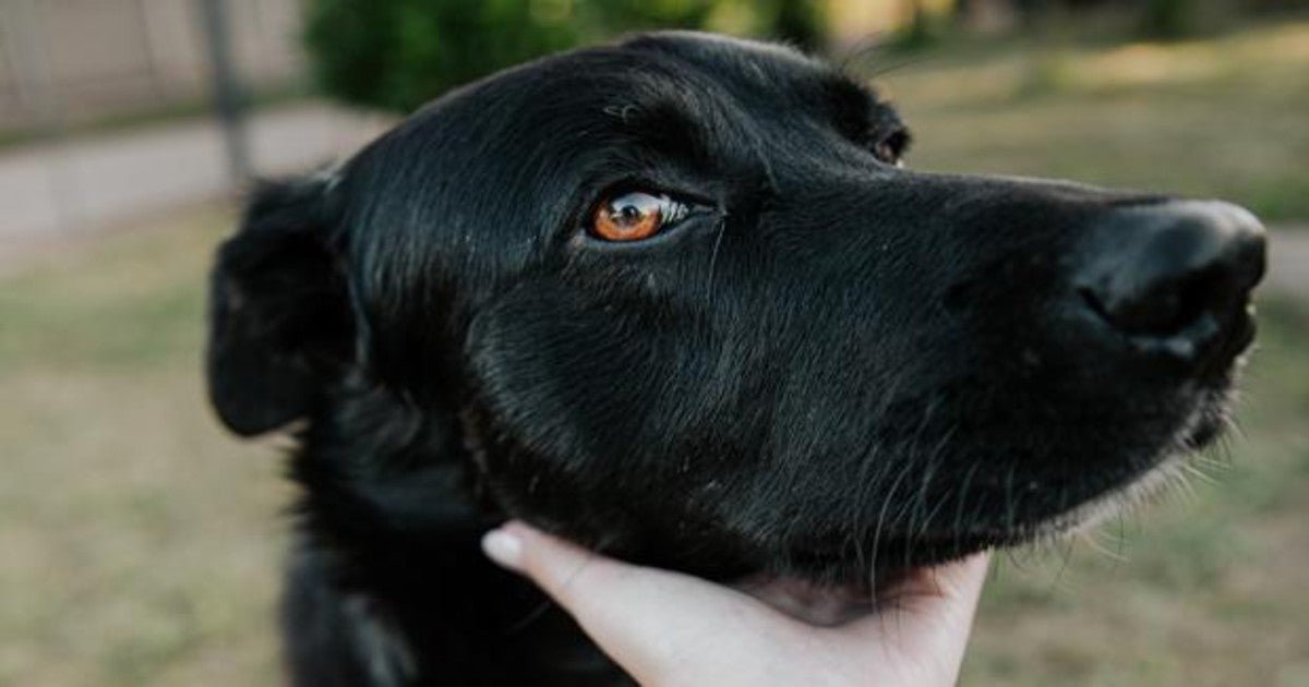 Recaudan dinero para comprar y salvarle la vida a un perro que estaba siendo maltratado en la calle