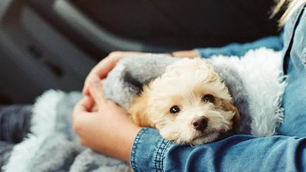 Una compañía de energía aconseja a sus clientes abrazar a sus mascotas para mantenerse calientes