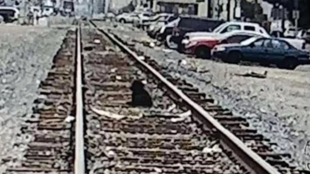 El perro con el corazón roto que esperó una semana en las vías del tren a que sus dueños volvieran a por él