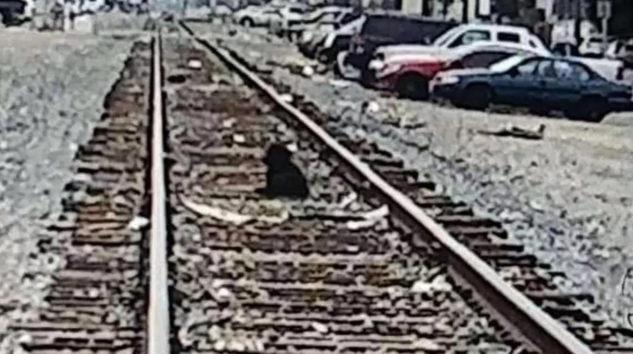 El perro abandonado en las vías del tren