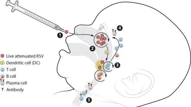 La vacuna se administra por vía intranasal, donde se aloja el virus, y allí desencadena una poderosa respuesta inmune